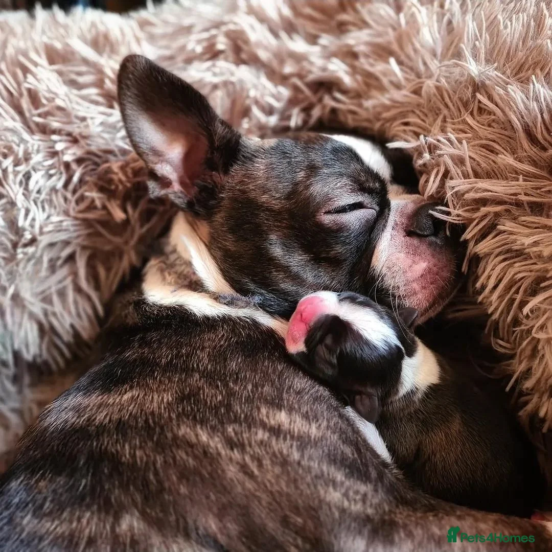 Boston Terrier dogs for sale: Two little cuties from our farm - Advert 2