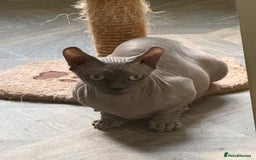 Sphynx cats for sale: beautiful sphynx male kitten - Image 2