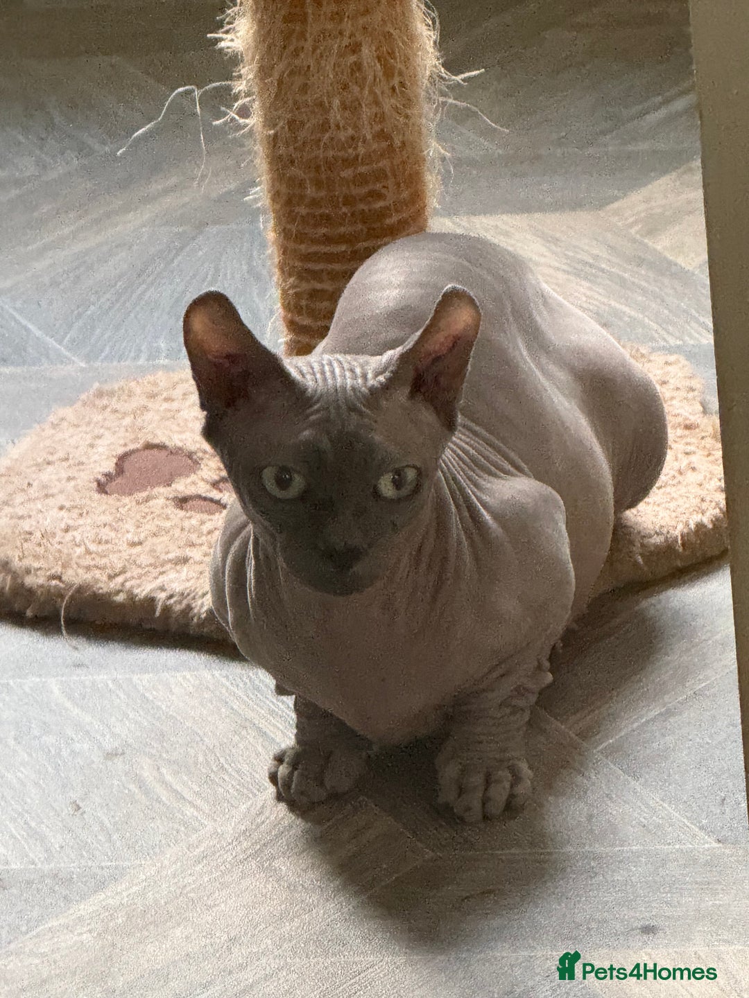 Sphynx cats for sale: beautiful sphynx male kitten - Image 2