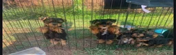 Yorkshire Terrier dogs for sale: Beautiful yorkshire terrier puppies - Advert 6