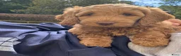 Mini Goldendoodle dogs for sale: High quality miniature Goldendoodles - Advert 24