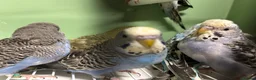 Budgerigars birds for sale: Budgies for Sale  - Advert 22