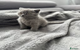 British Shorthair cats for sale: British Shorthair kittens  - Image 14