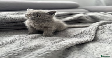 British Shorthair cats - Advert 4