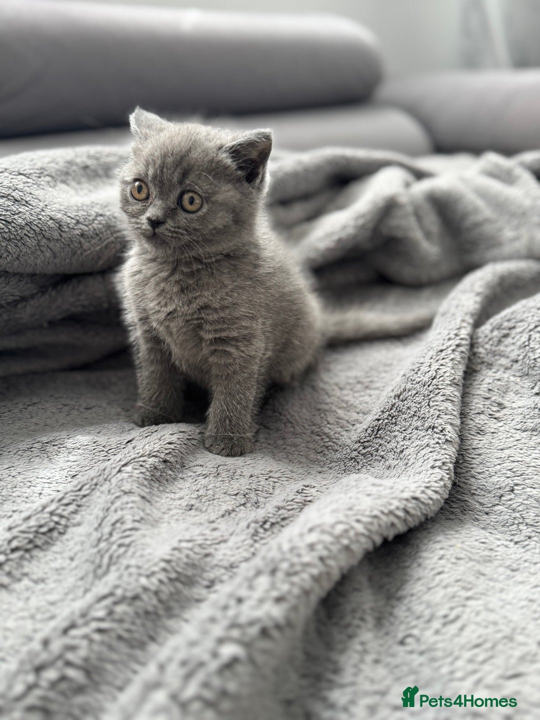 British Shorthair cats for sale: British Shorthair kittens  - Image 14
