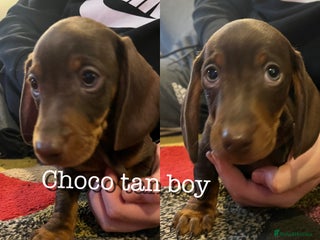 Miniature Dachshund dogs 3 left Kc reg mini dachshunds - Advert 18