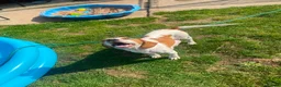 Mixed Breed dogs for sale: Beautiful beagle x springer puppy’s !! - Advert 2
