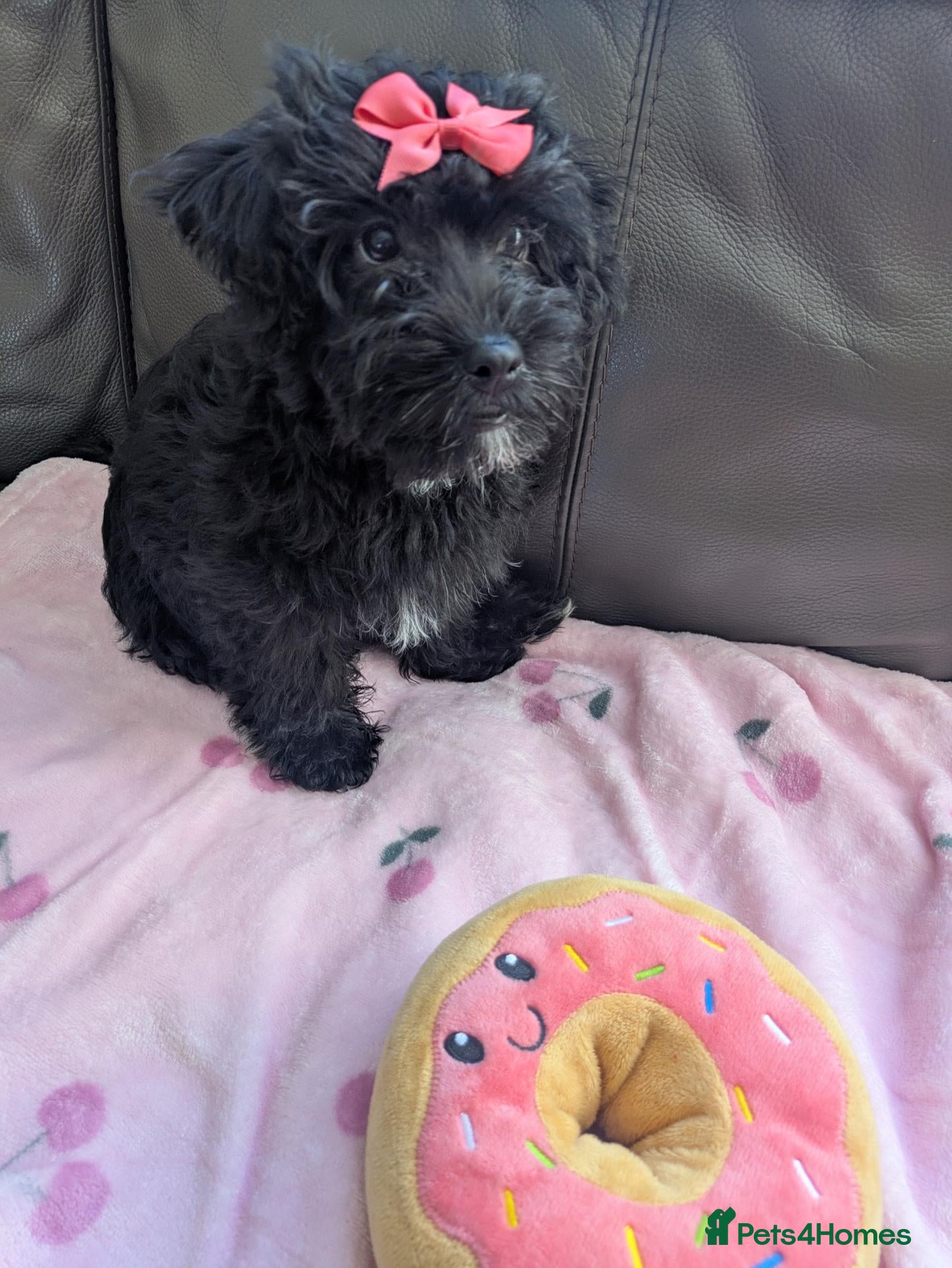 Yorkiepoo dogs Gorgeous YORKIEPOO puppys - Advert 1