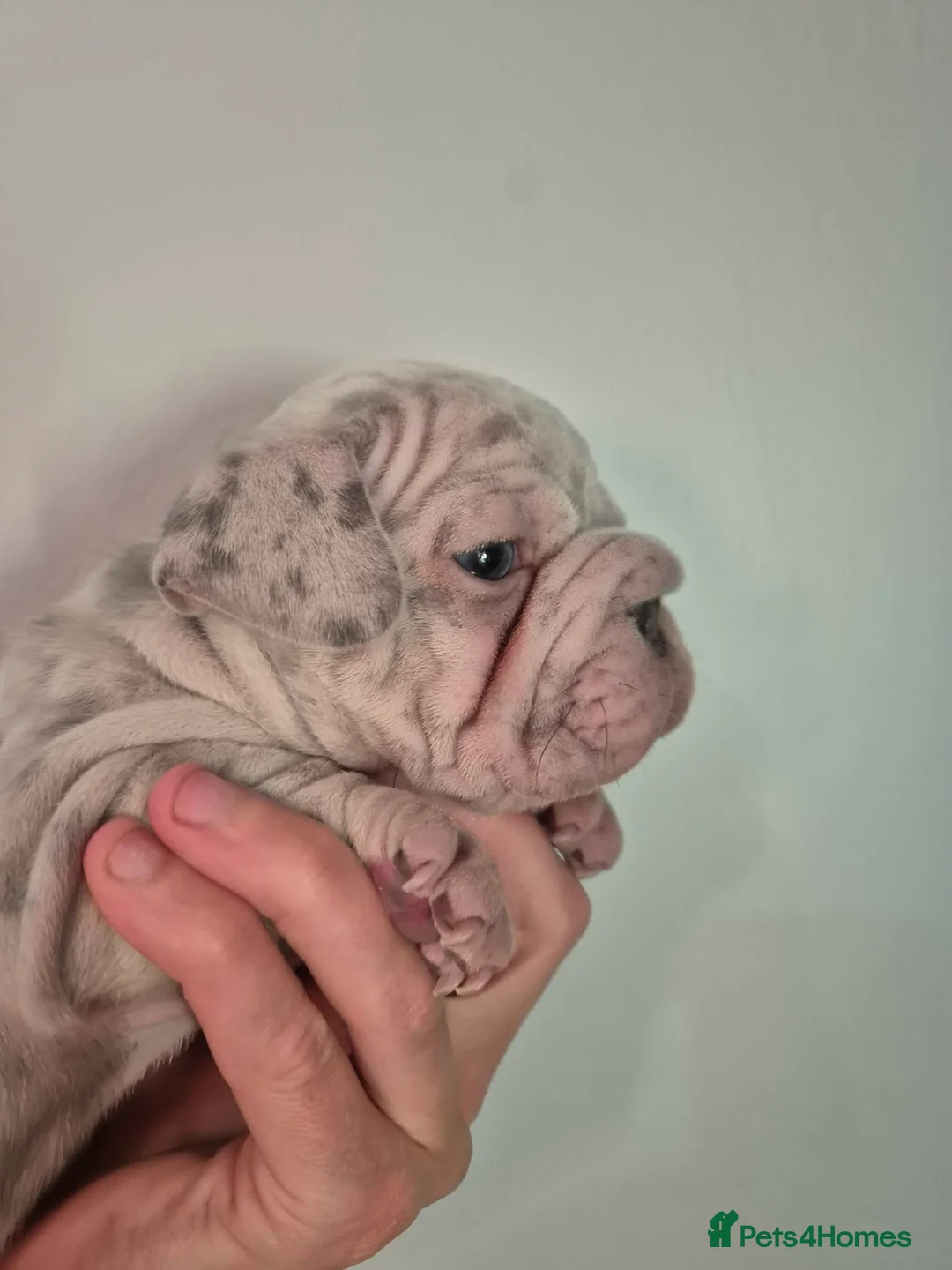 French Bulldog dogs for sale: STUNNING FRENCH BULLDOG PUPPIES  - Advert 18