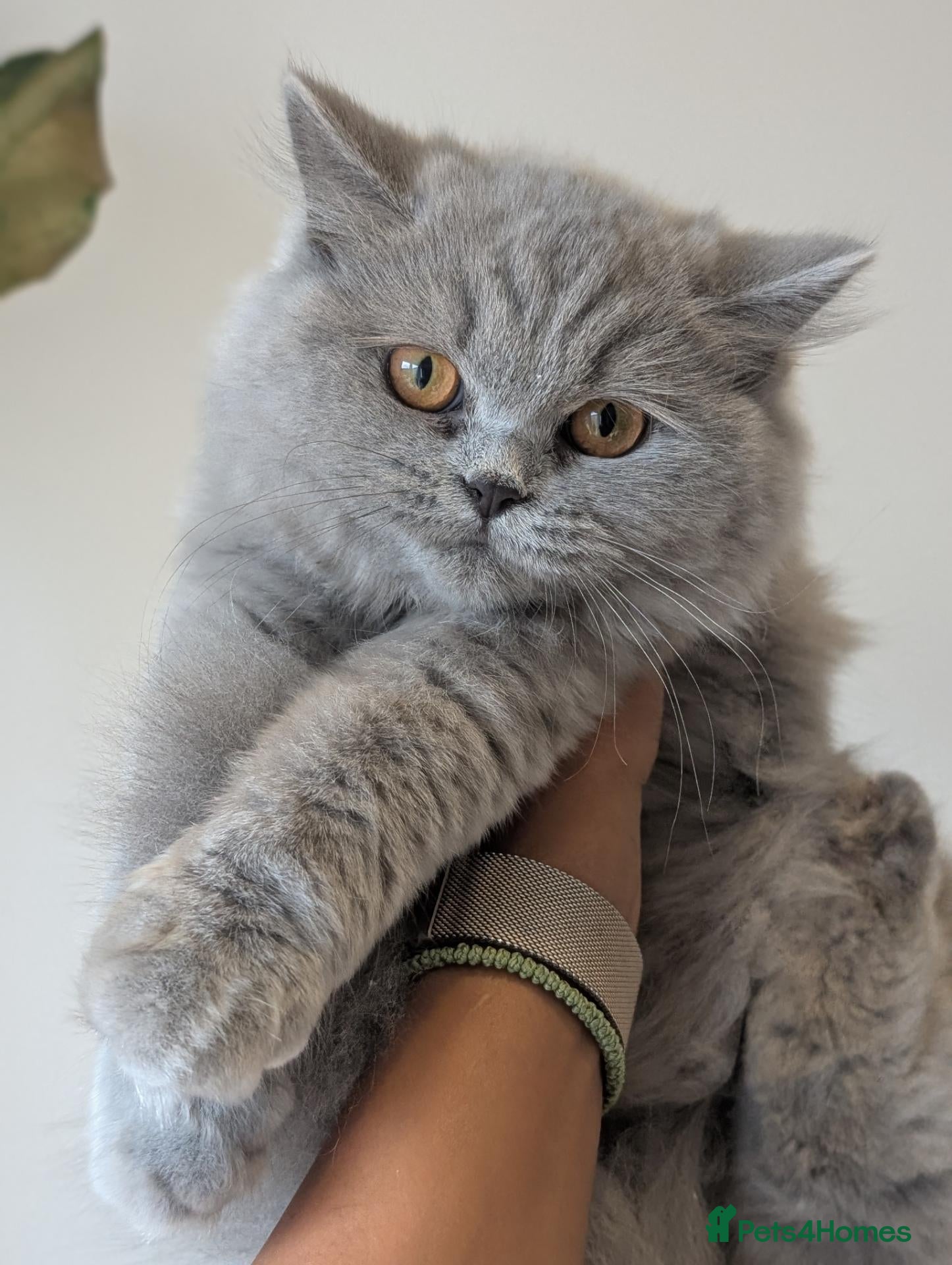British Longhair cats Reduced! British longhair Female kitten - Advert 19