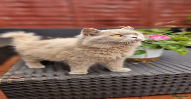 British Longhair cats - Advert 3