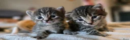 Mixed Breed cats for sale: 3 gorgeous kittens looking for their forever homes - Advert 1