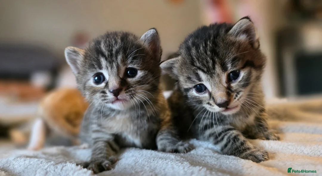 Mixed Breed cats for sale: 3 gorgeous kittens looking for their forever homes - Advert 1