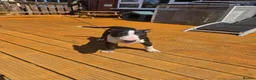 English Bull Terrier dogs for sale: Male English bull terrier pup - Advert 7