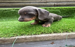 Dachshund dogs for sale: 5 stunning Dachshund puppies - Image 5
