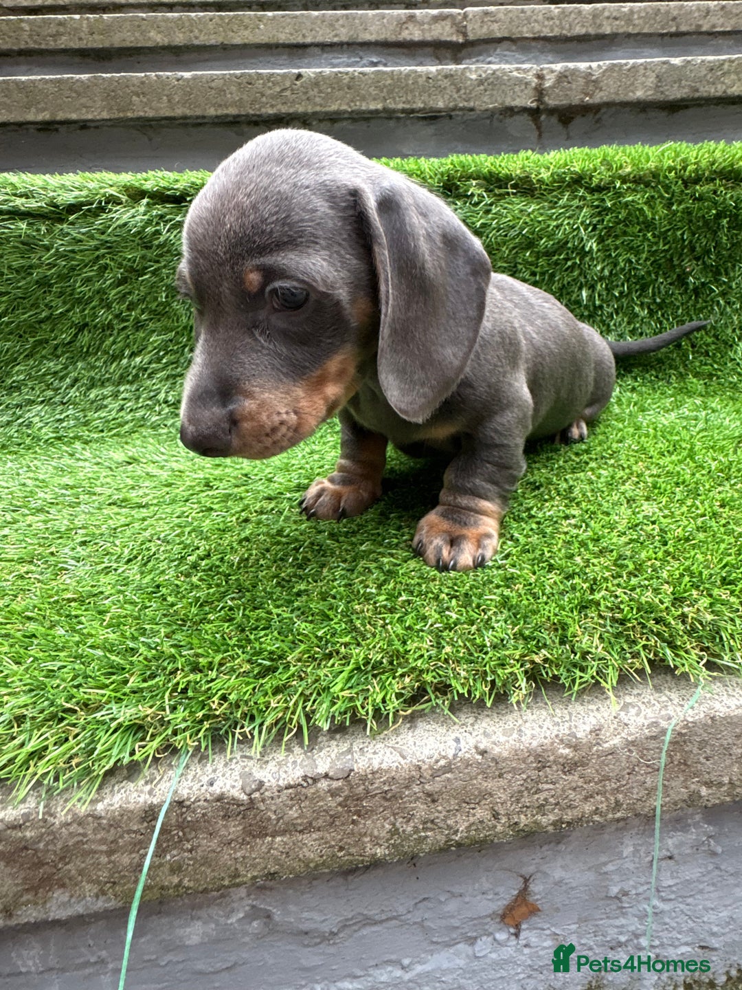 Dachshund dogs for sale: 5 stunning Dachshund puppies - Image 5