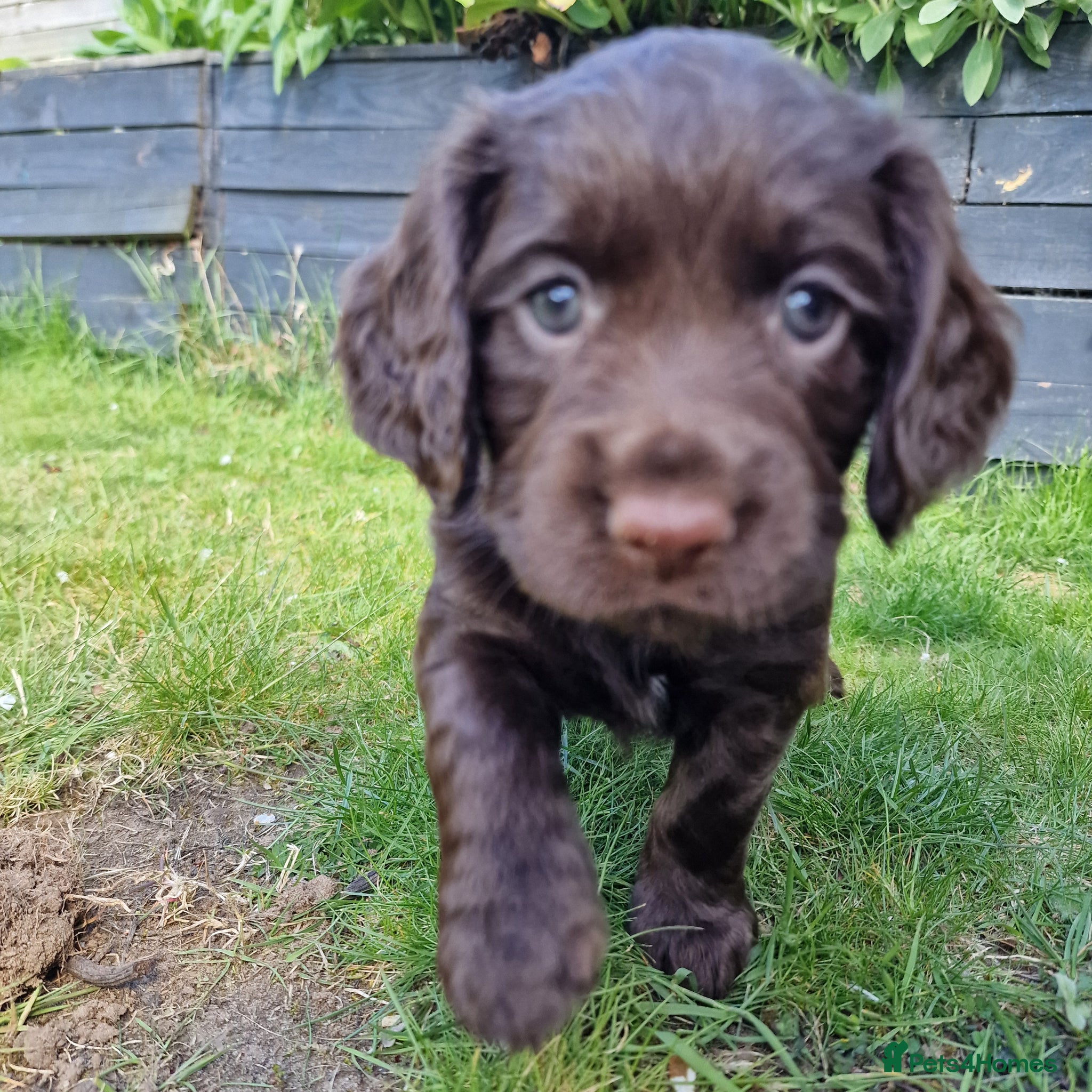Cocker Spaniel dogs Working Cocker Spaniel, KC ready 8 May - Advert 2