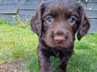 Cocker Spaniel dogs Working Cocker Spaniel, KC ready 8 May - Advert 1