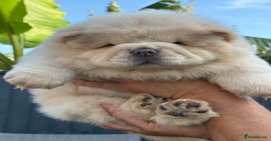 Chow Chow dogs - Advert 8
