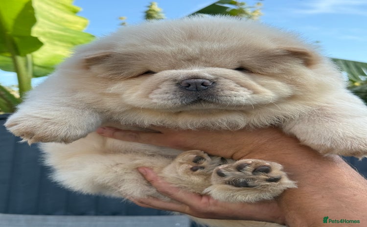 Chow Chow dogs - Advert 3