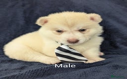 Siberian Husky dogs for sale: Beautiful pure Siberian Husky( last white male) - Image 11