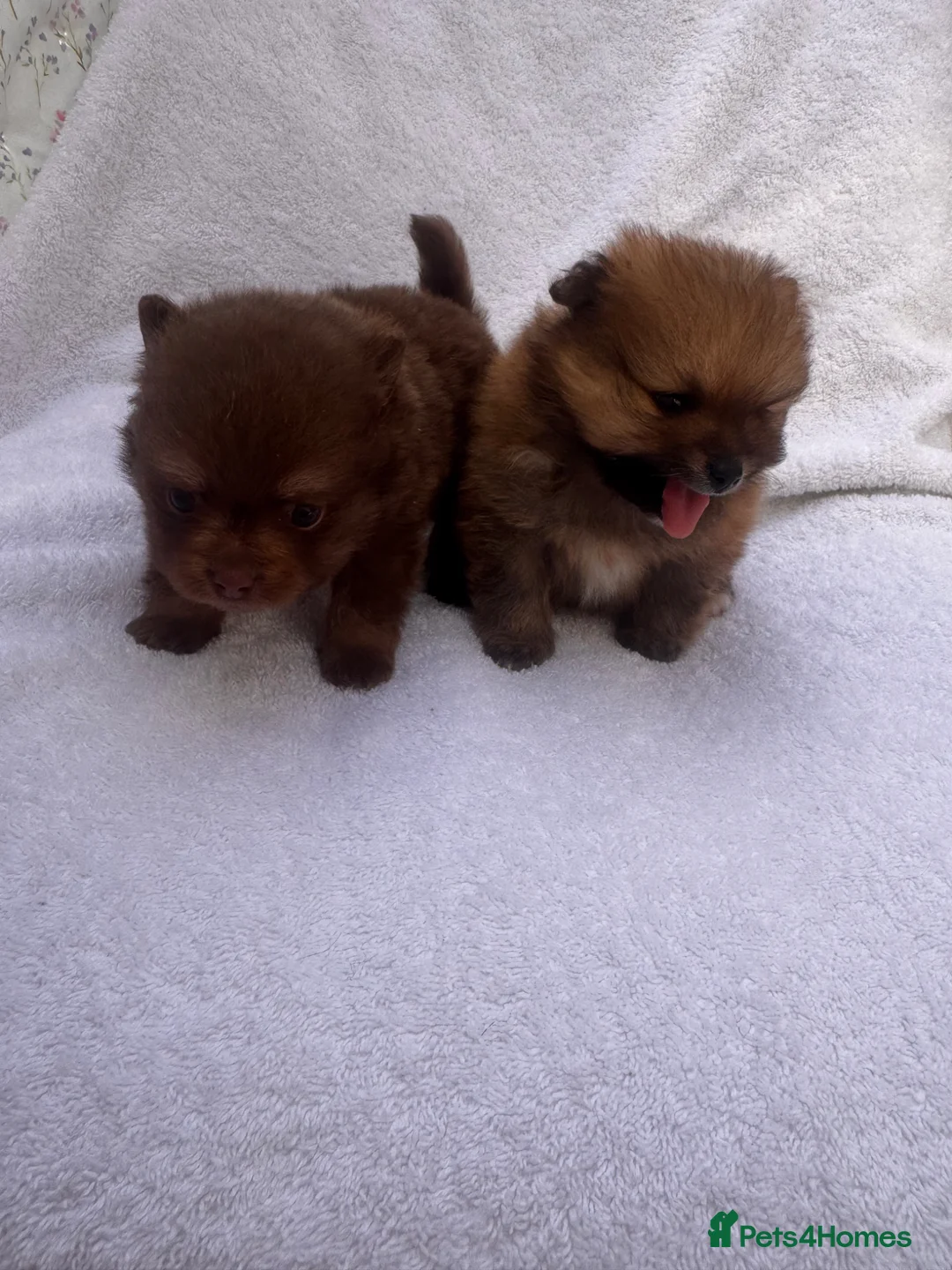 Pomeranian dogs for sale: Pomeranian - Advert 2