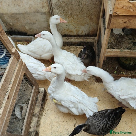 Mixed Breed birds - Advert 19