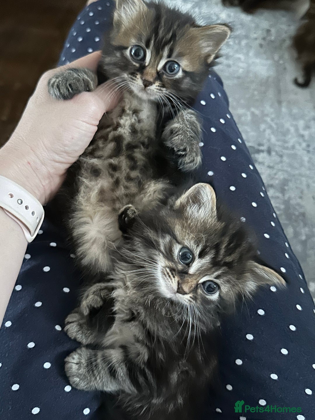 Mixed Breed cats for sale: Ragdoll Cross Kittens, 2 boys 1 girl - Advert 23