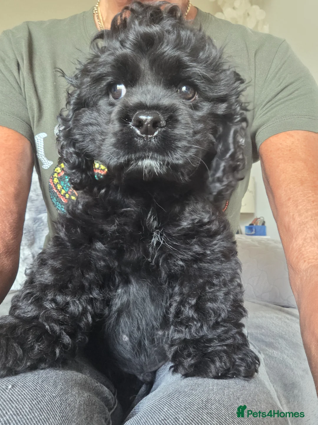 American Cocker Spaniel dogs for sale: American cocker spaniel KC reg Male - Advert 2