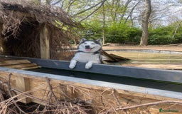 Siberian Husky dogs for stud: Siberian Husky Stud - Image 2