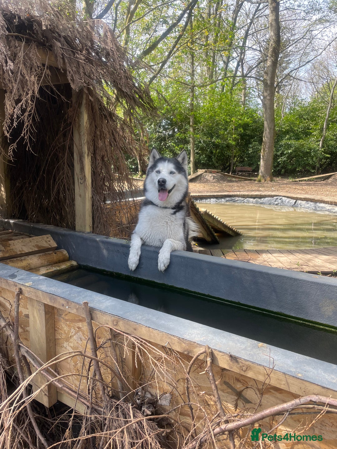 Siberian Husky dogs for stud: Siberian Husky Stud - Image 2