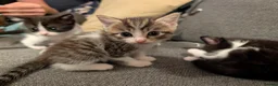 Mixed Breed cats for sale: 6 kittens for sale  - Advert 4