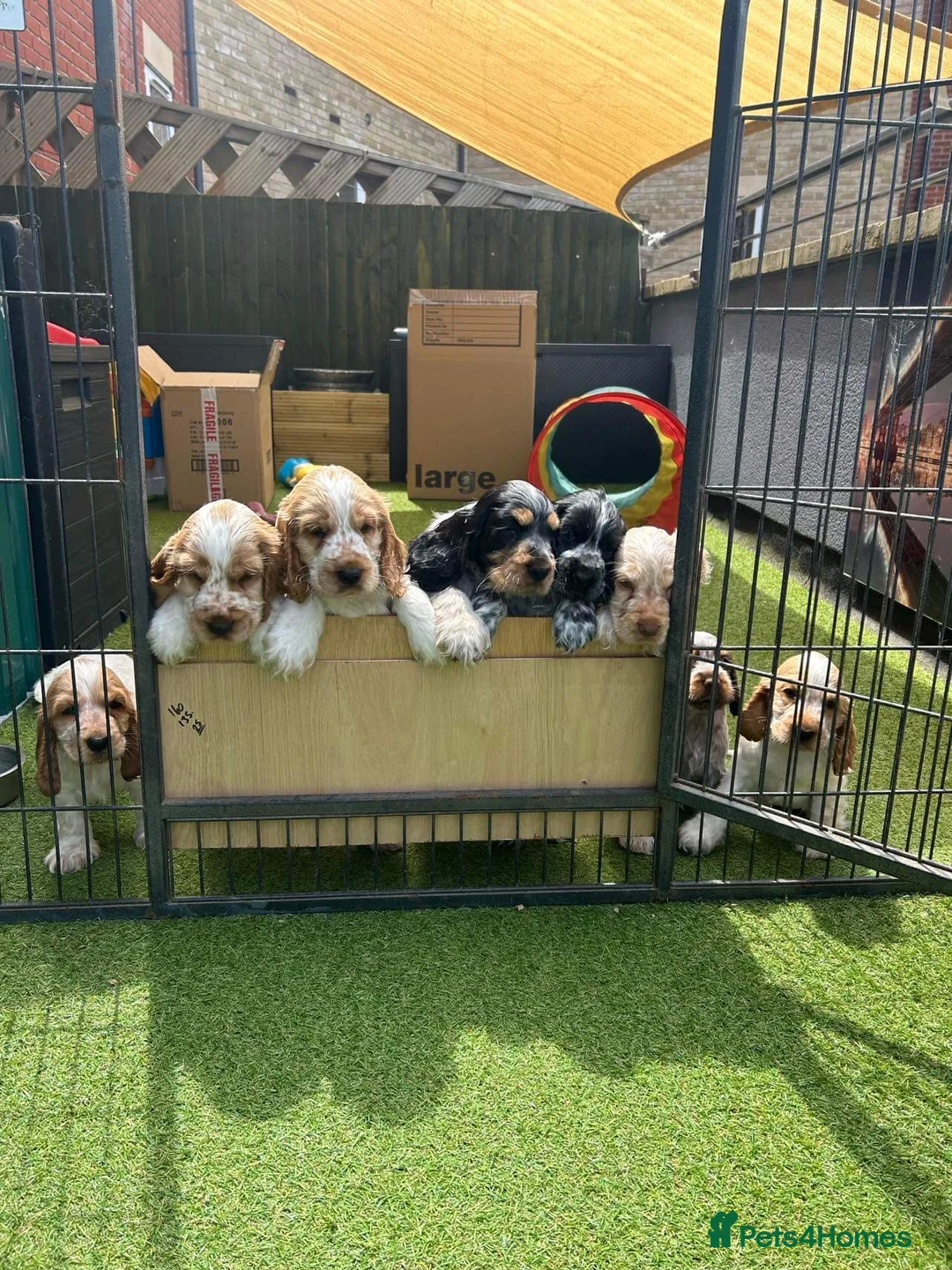 Cocker Spaniel dogs for stud: KC REG SHOW COCKER SPANIEL STUD in Gosport - Advert 13