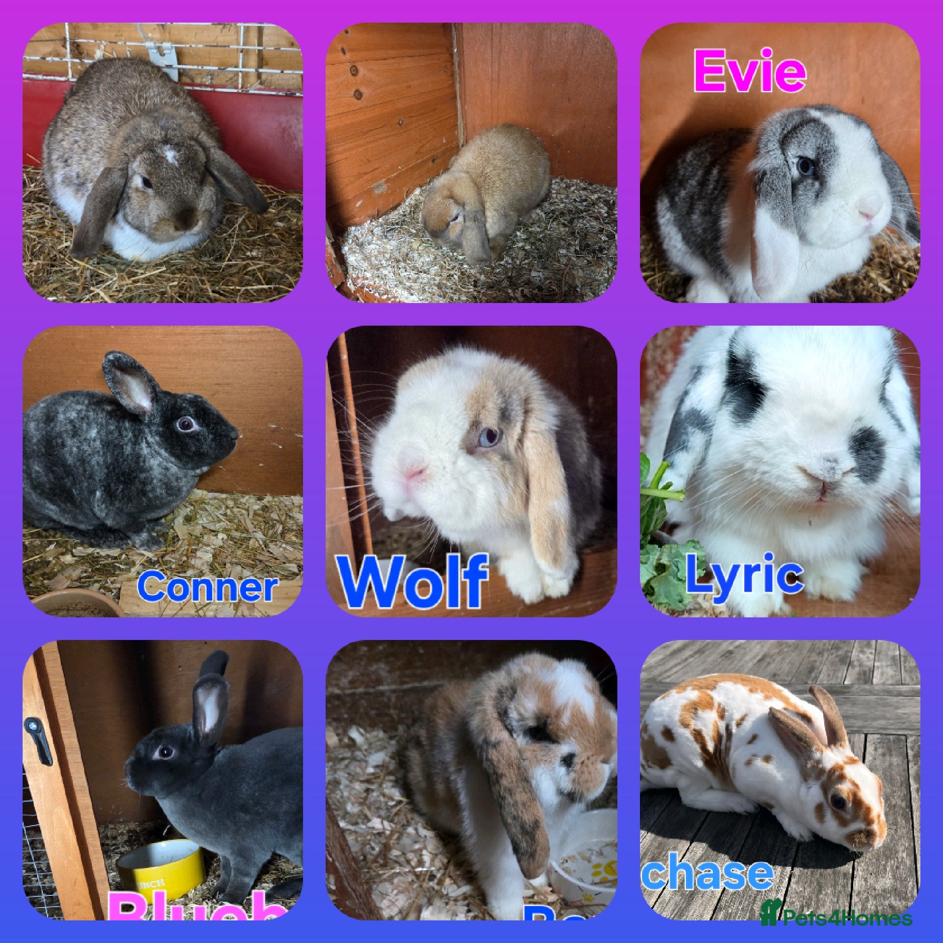 Mini Lop rabbits ❤️MORE ADDED! mini lop & mini rex boys & girls ♥️ - Advert 3