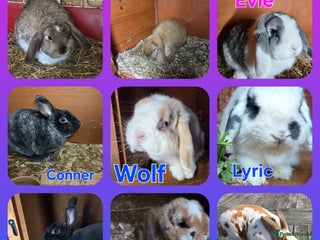 Mini Lop rabbits ❤️MORE ADDED! mini lop & mini rex boys & girls ♥️ - Advert 3