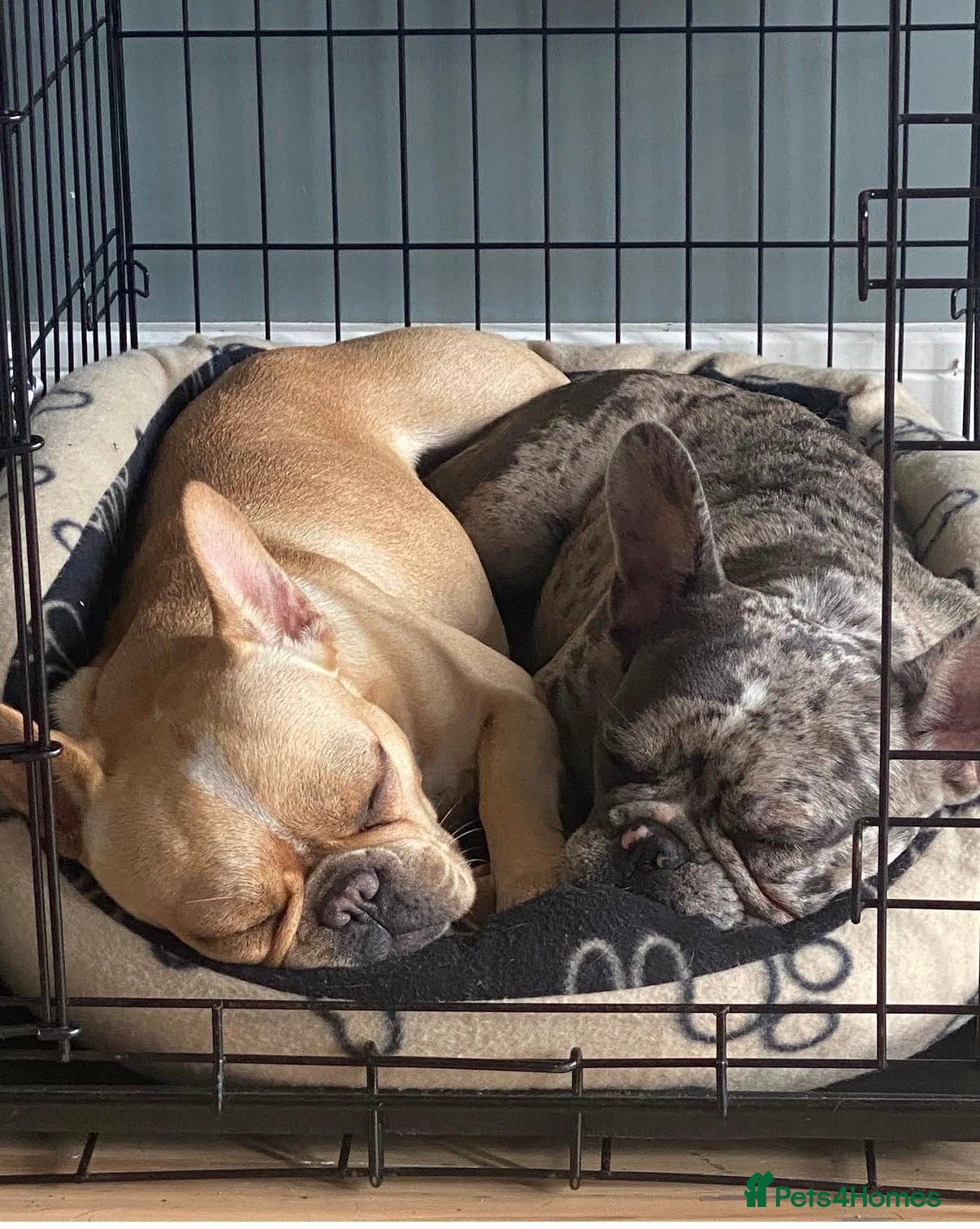 French Bulldog dogs Zelda - Advert 1