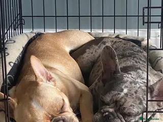 French Bulldog dogs Zelda - Advert 1