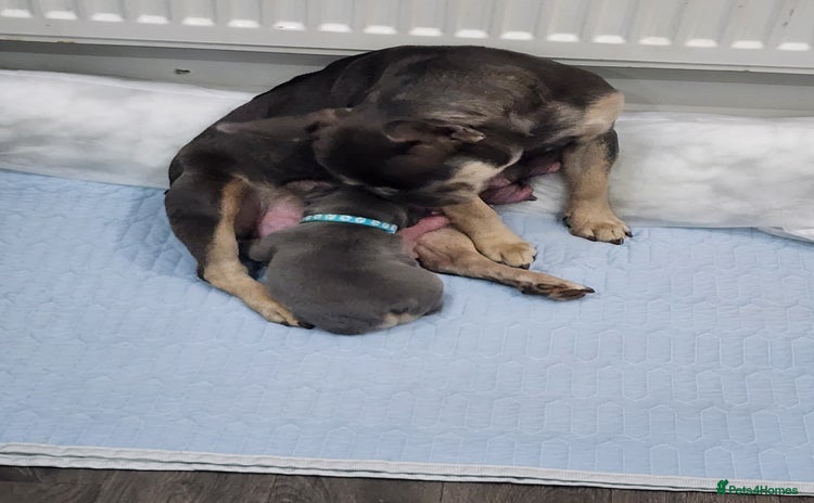 French Bulldog dogs French bulldog boy blue  - Advert 4