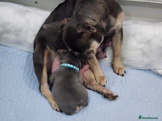 French Bulldog dogs French bulldog boy blue SOLD - Advert 13