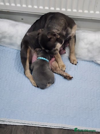 French Bulldog dogs French bulldog boy blue - Advert 3