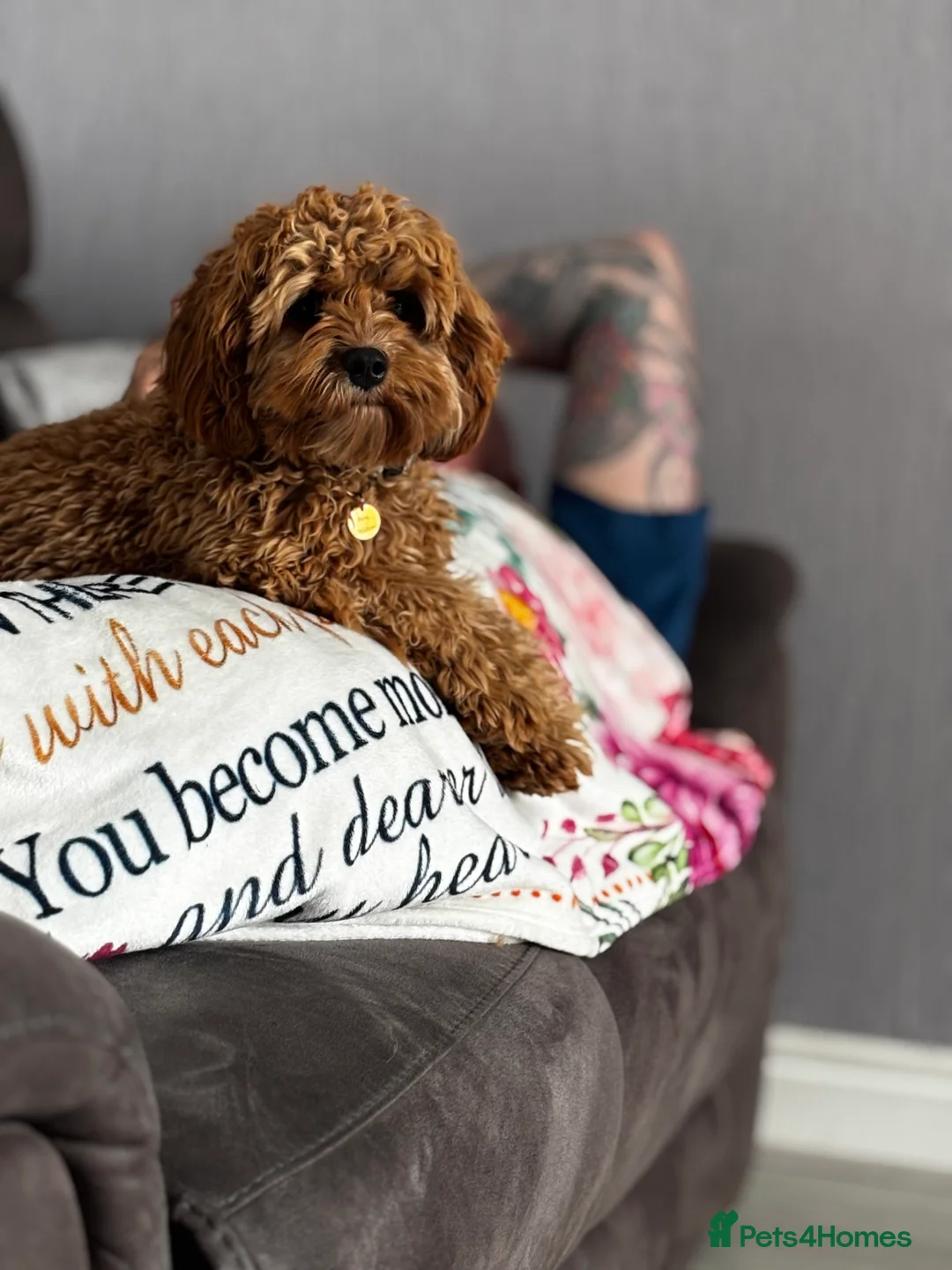 Cavapoo dogs for sale: River toy cavapoo - Advert 11