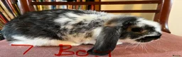 Mini Lop rabbits for sale: Lovely Mini Lop Babies - Advert 25