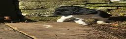 English Springer Spaniel dogs for sale: Black and White Springer Male in Macclesfield - Advert 8