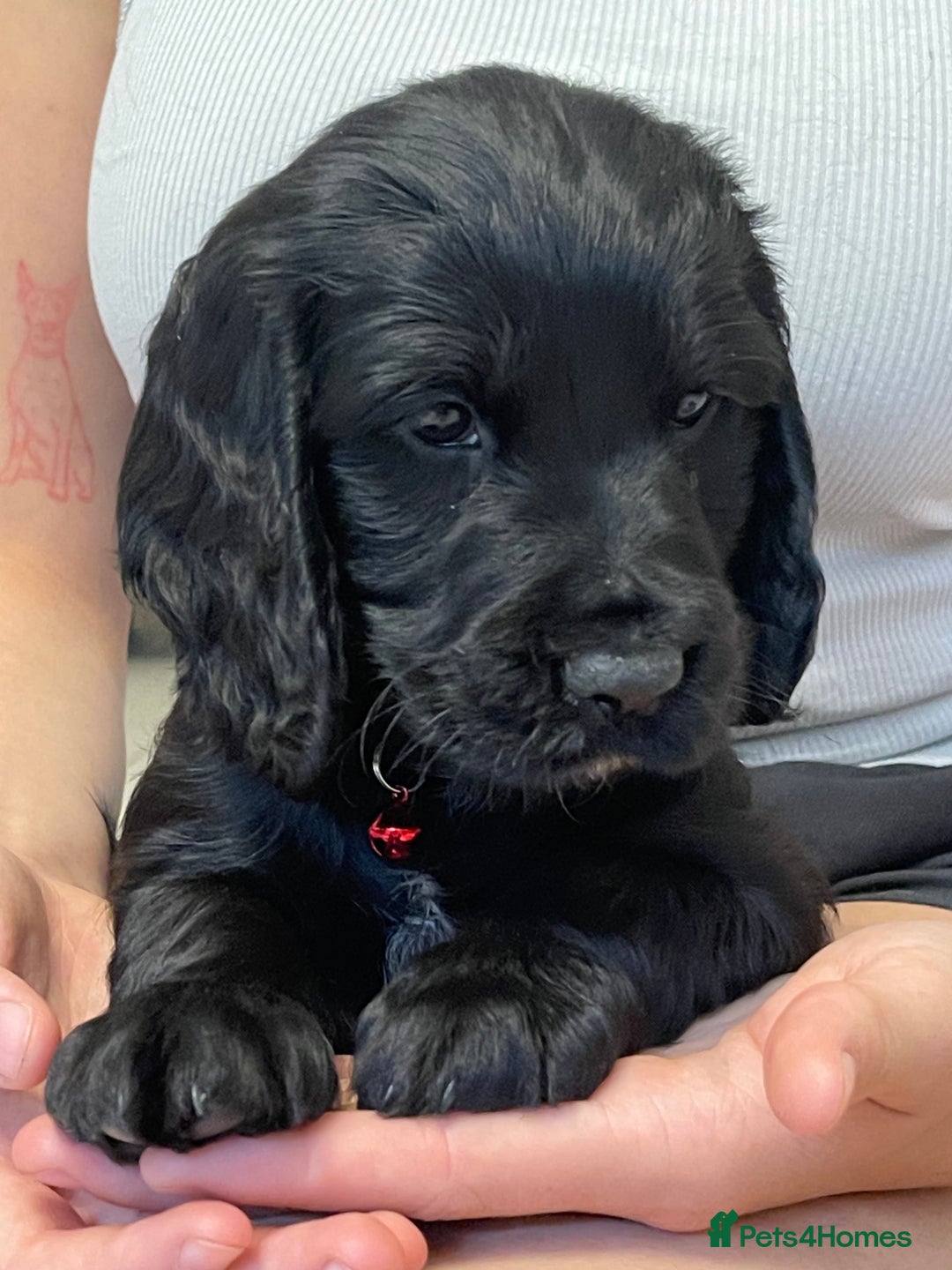 Sprocker dogs for sale: Beautiful Sprocker puppies HEALTH TESTED PARENTS - Image 6