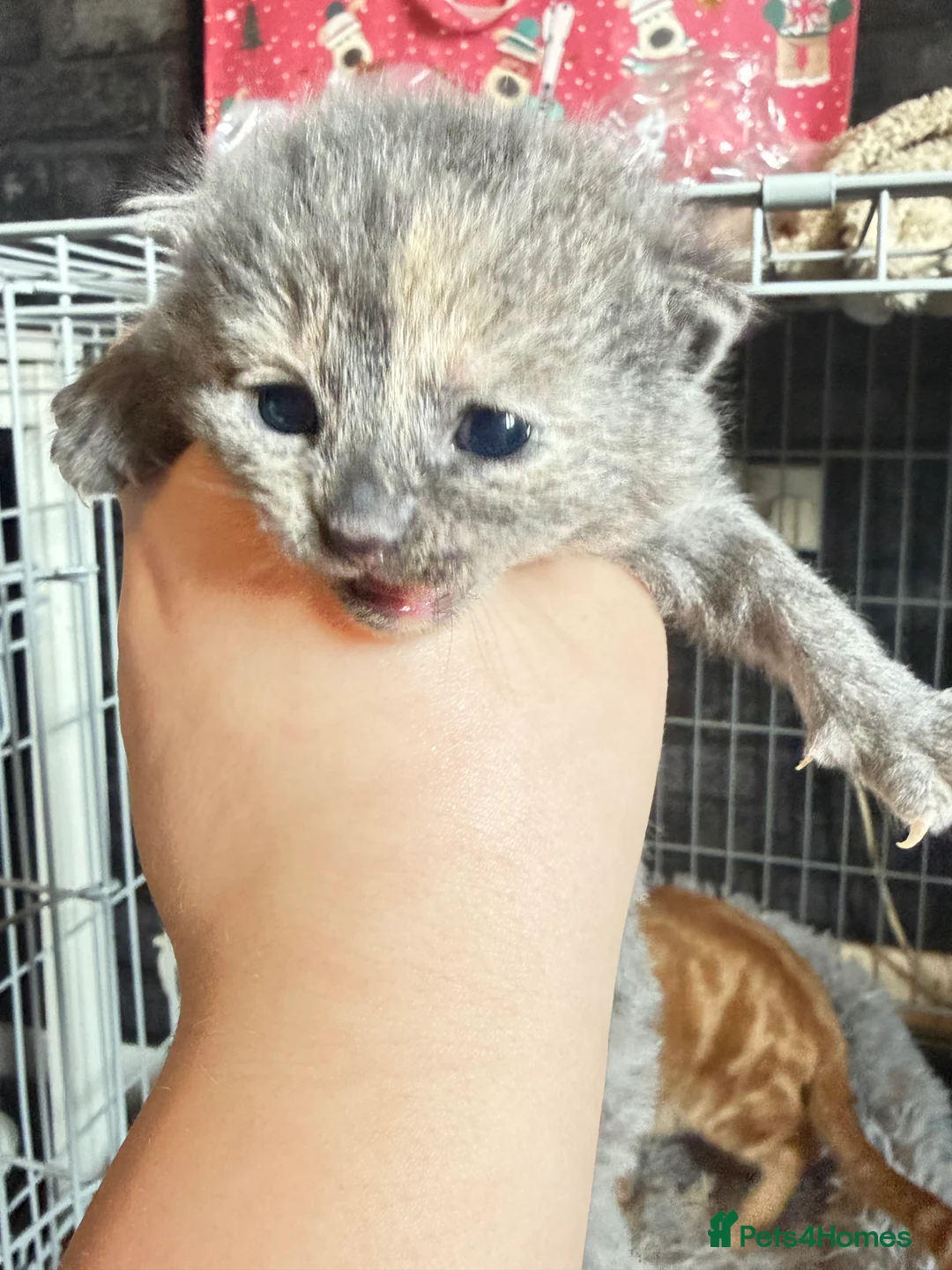 Mixed Breed cats for sale: 5 kittens  - Advert 6