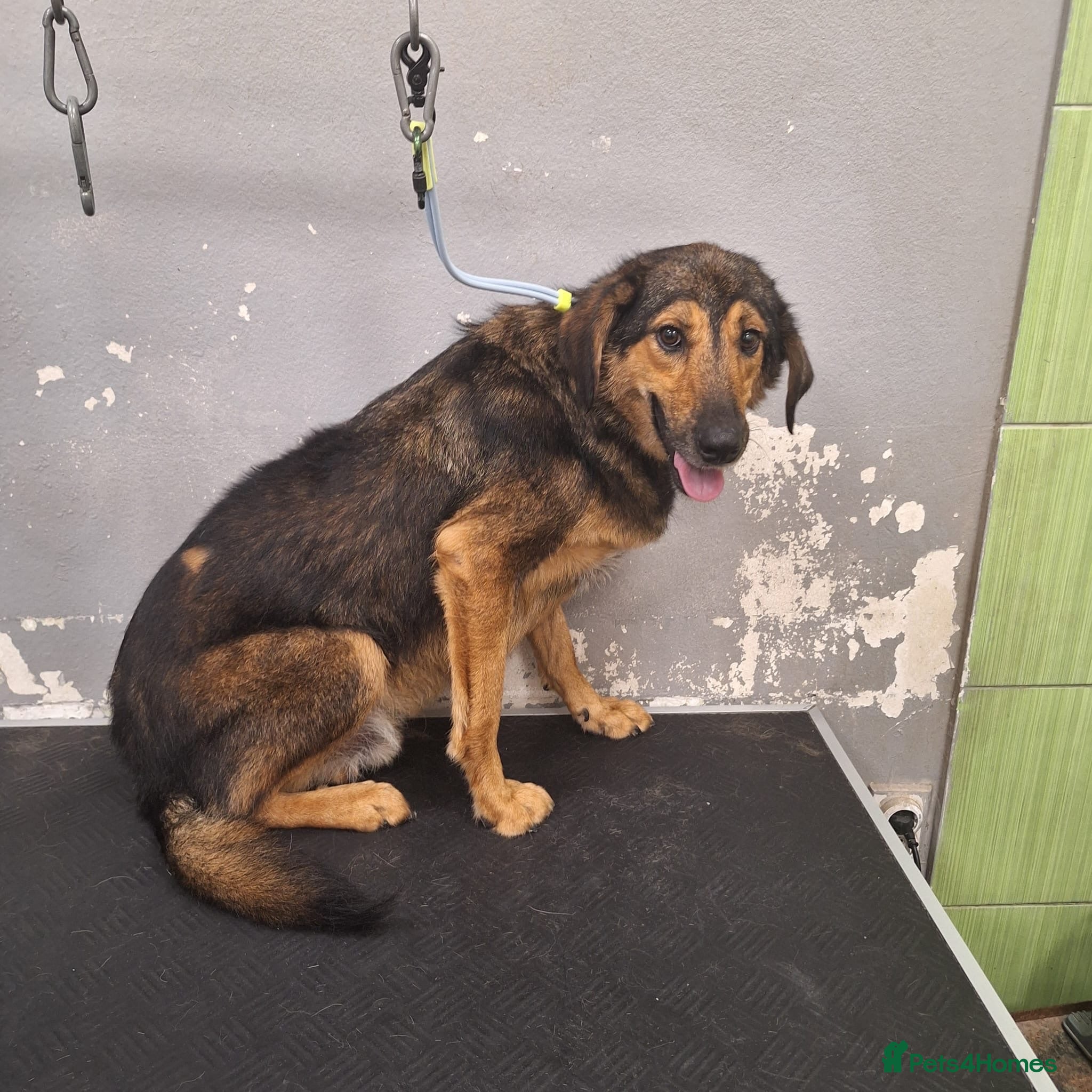 Mixed Breed dogs Brownie | Gentle, Shy & Ready to Trust ❤️ - Advert 2