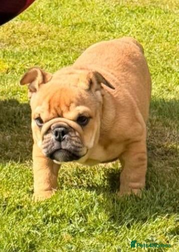 English Bulldog dogs for sale: Beautiful Bull dog puppies  - Advert 2