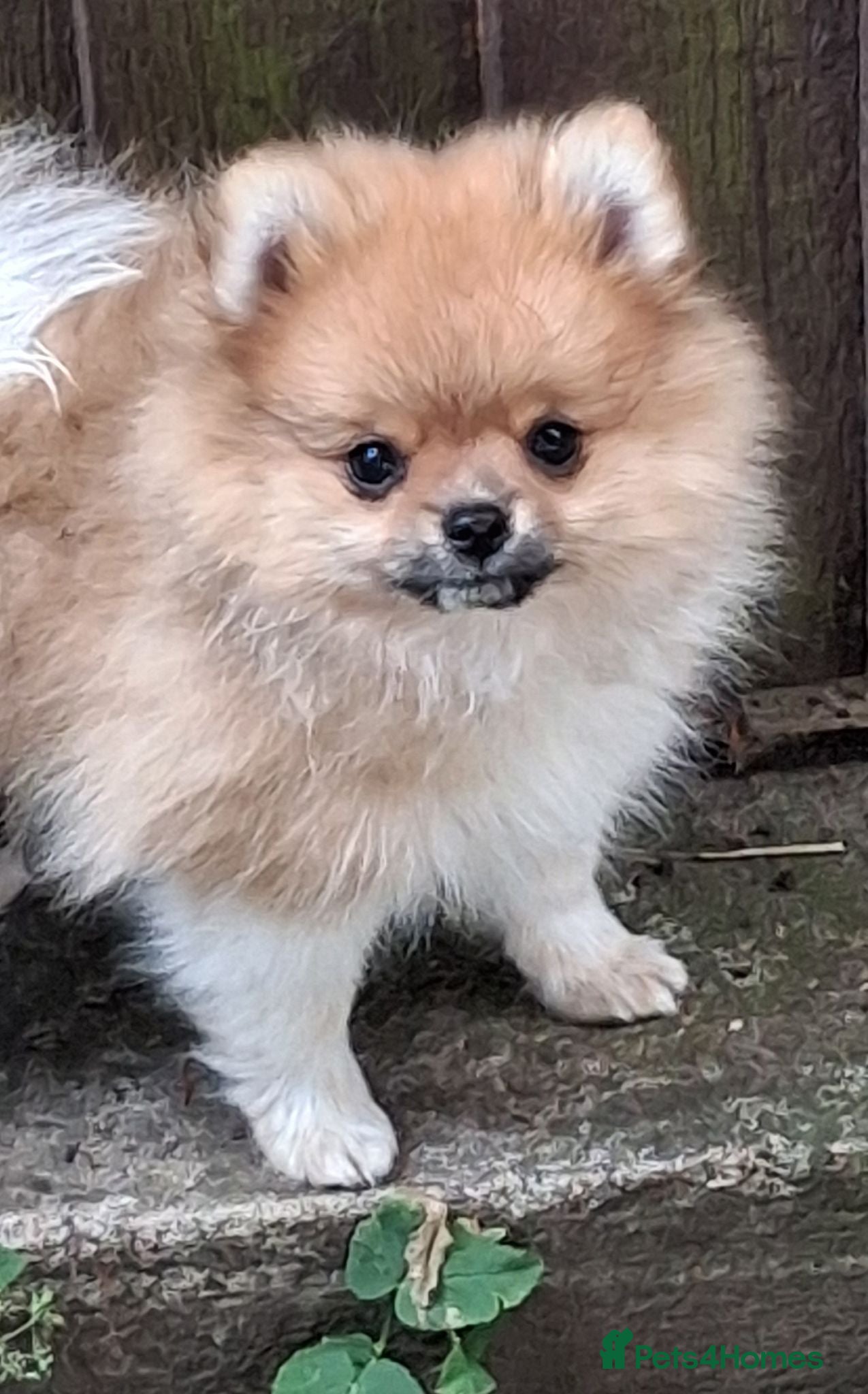 Pomeranian dogs Male pomeranian puppy - Advert 1
