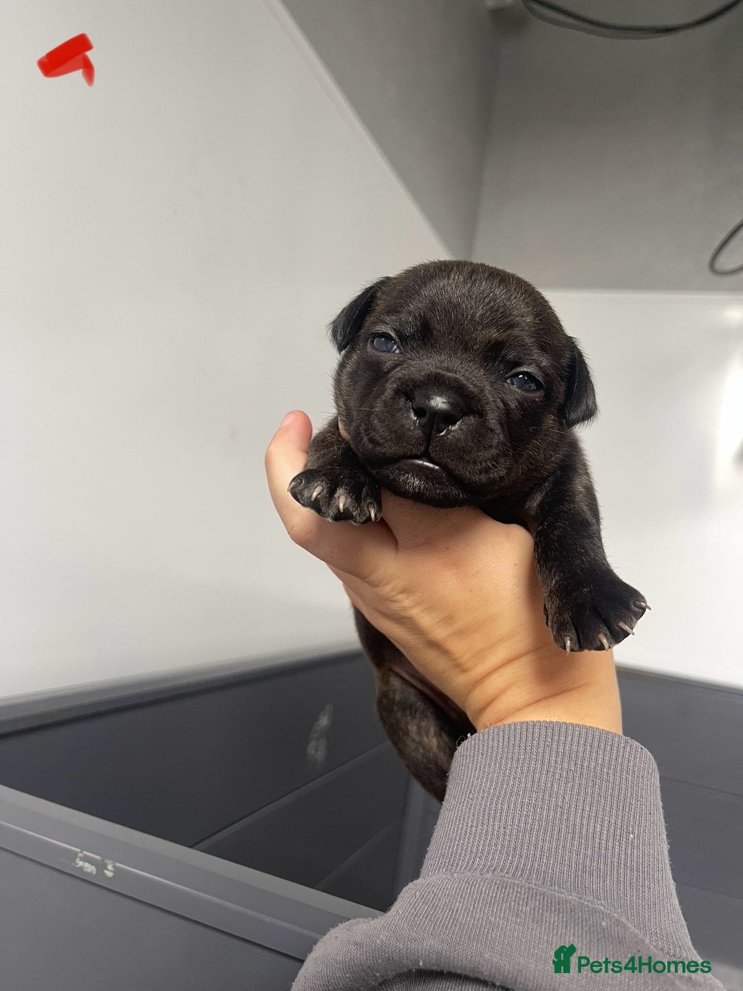 Staffordshire Bull Terrier dogs for sale: Staffordshire bull terrier puppies - Image 6