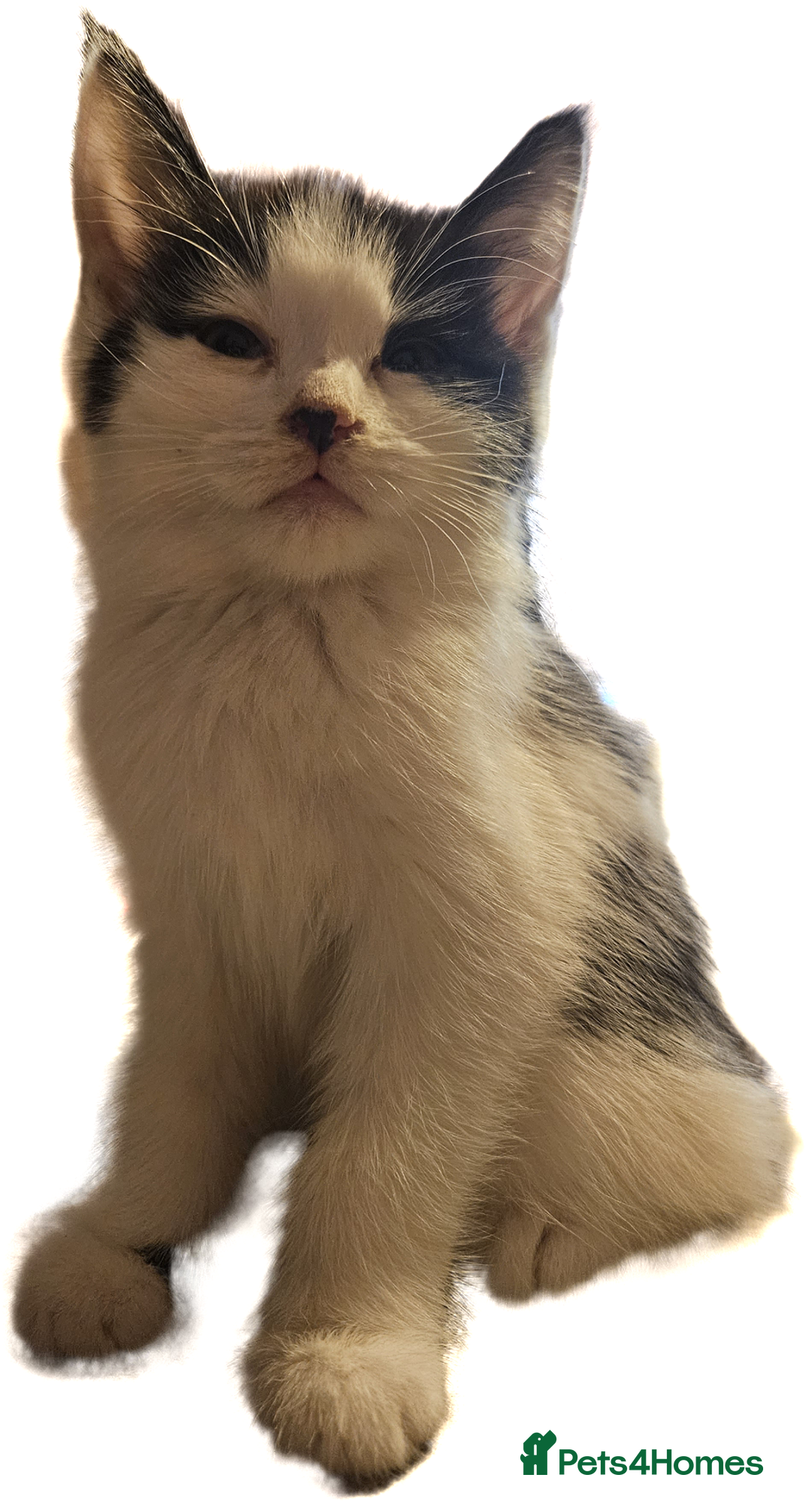 British Shorthair cats for sale: Gorgeous kittens. Boys/girls Can deliver. £60 ono - Advert 10